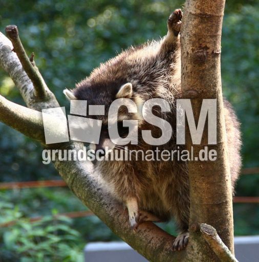 Waschbär-271.jpg
